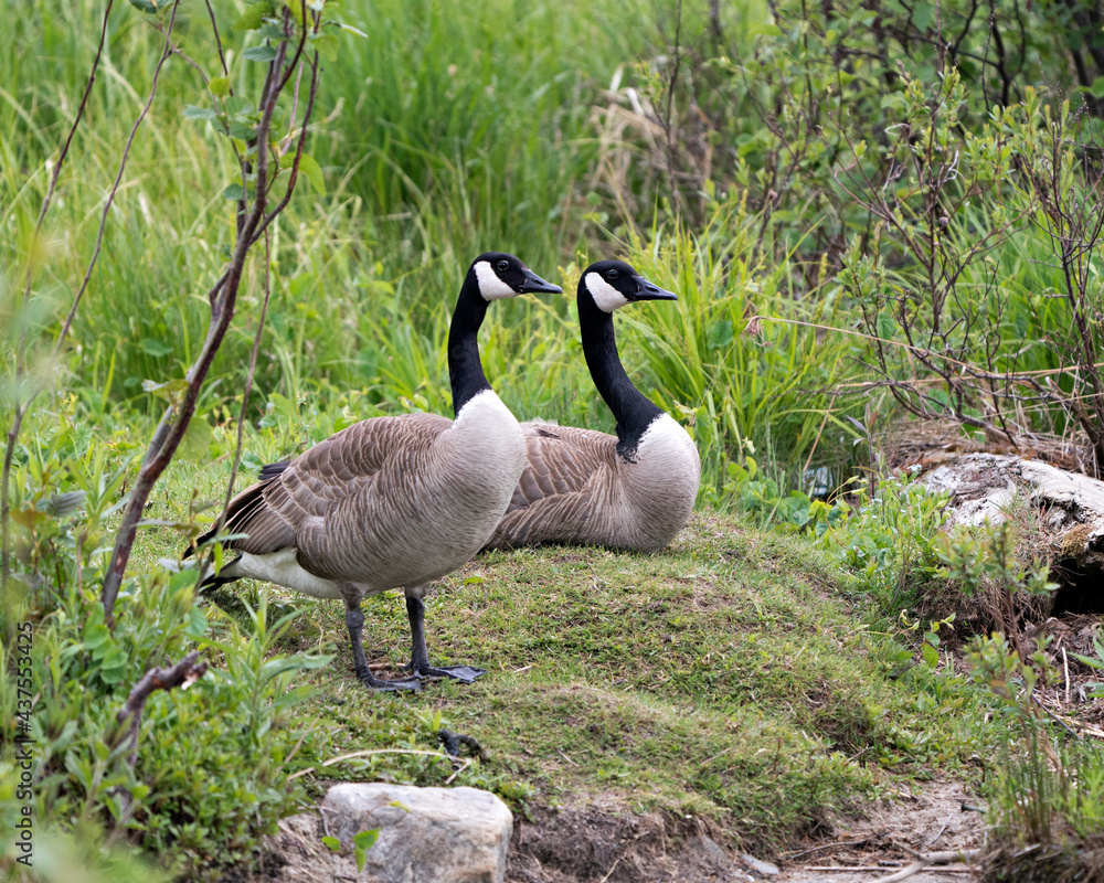 Canada Geese Photo.Canadian Geese couple close-up profile view with a foliage background and foreground in their habitat and environment, looking to the right side. Picture. Portrait. Image. Canada Geese Photo.Canadian Geese couple close-up profile view with a foliage background and foreground in their habitat and environment, looking to the right side. Picture. Portrait. Image.