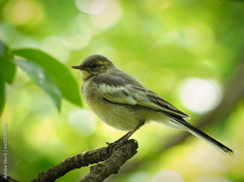Fototapeta premium 木に留まるハクセキレイの幼鳥