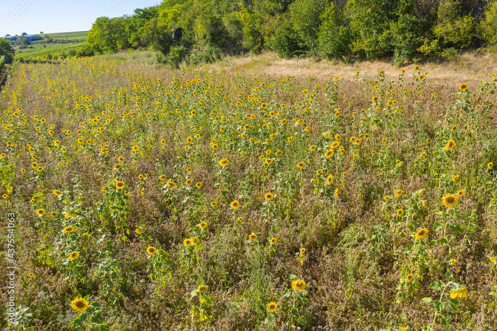 Obraz premium Bird's eye view of a dry meadow with sunflowers in Rhineland-Palz / Germany