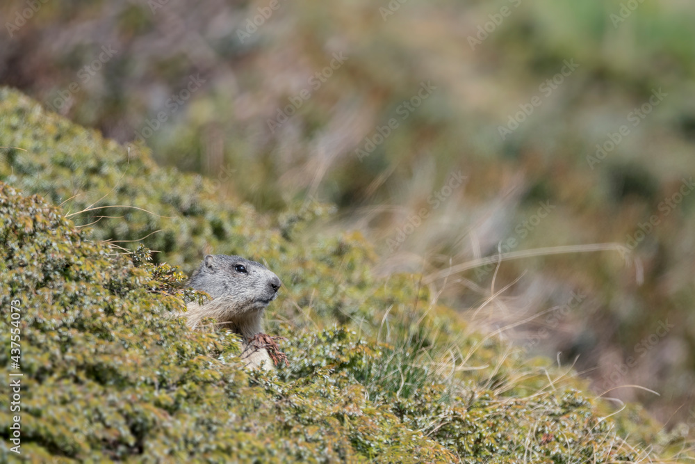 Portrait of Marmot in Alps mountains (Marmota marmota) Portrait of Marmot in Alps mountains (Marmota marmota)
