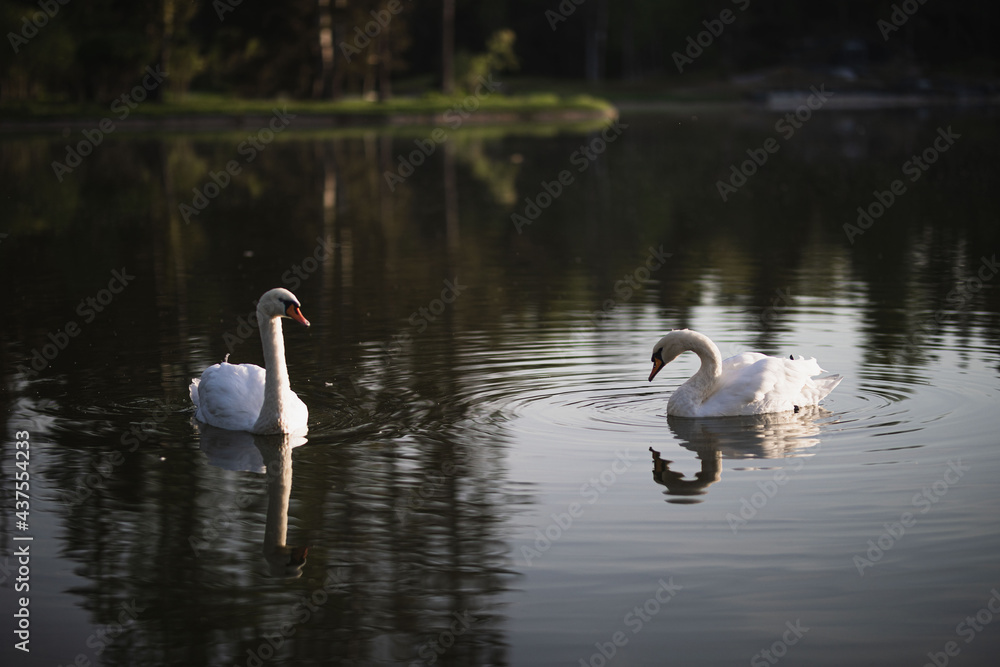 two white swans swim on the pond two white swans swim on the pond
