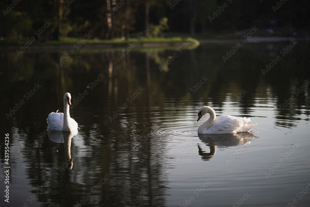 two white swans swim on the pond two white swans swim on the pond