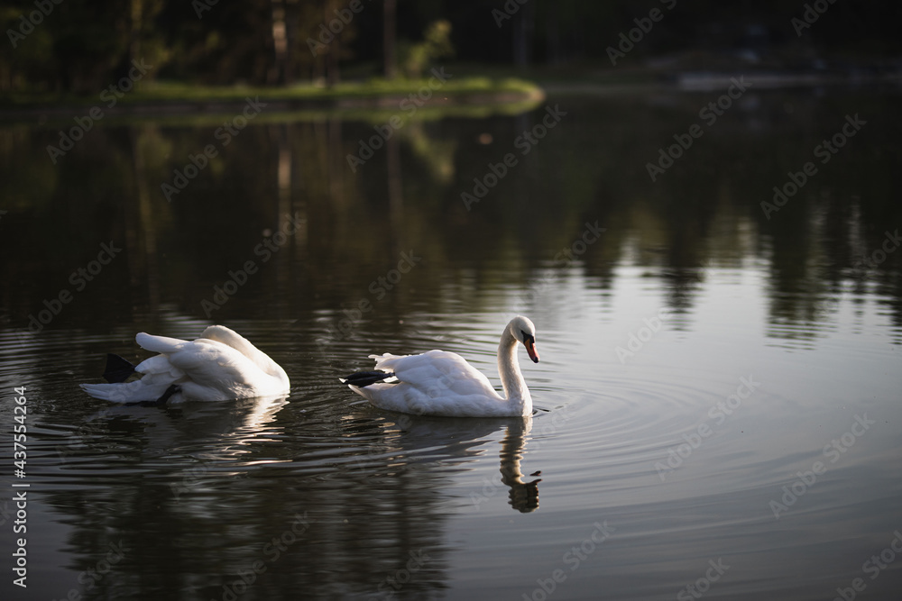 Fototapeta premium two white swans swim on the pond