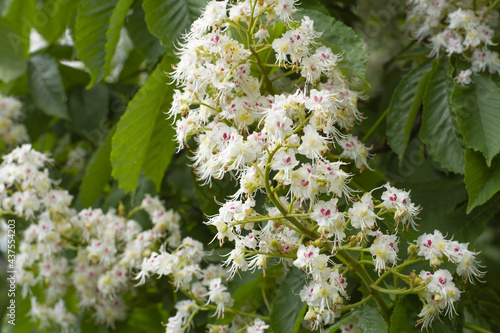 Blooming branch of a chestnut tree of white flowers with spring green fresh leaves in a city park, spring closeup.