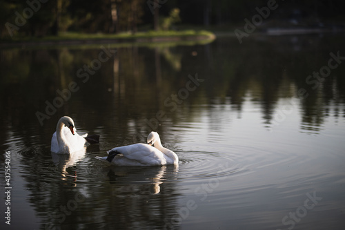two white swans swim on the pond