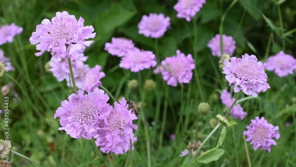 Closeup of a honey bee on the flower of field scabious Closeup of a honey bee on the flower of field scabious