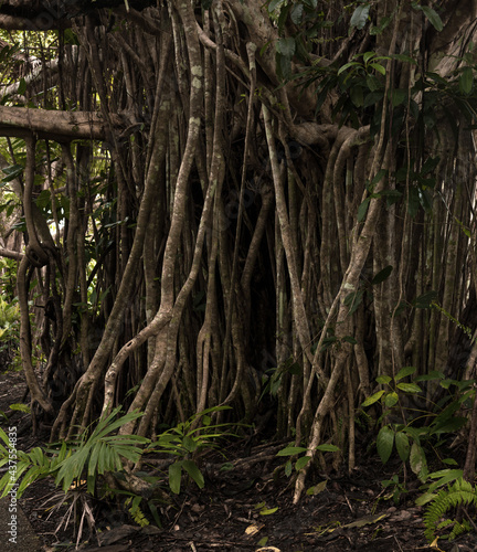 Tropical Forest. Trees with long Creepers and Lianas. No People. Tropical Woods. Dark Jungle. Kuranda, Australia. Tropical Rainforest Vegetetion. 