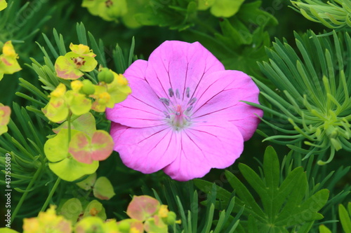 Pink flower on a summer meadow