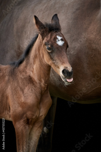 Close-up of a small brown foal  thoroughbred Trakehner horse  sticking out tongue with mare in the background.