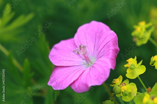 Close up from a pink flower in summer meadow