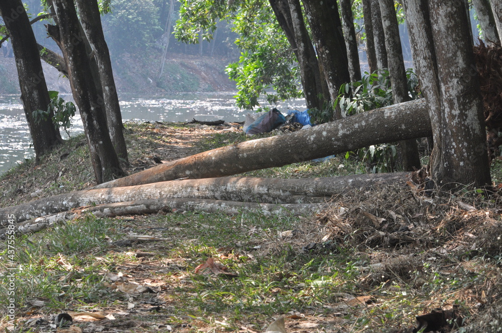 Indonesia's tropical rainforests are rich in plant and animal diversity