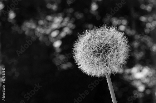 Black and white photo of a dandelion close-up, on the background side. Screensaver, postcard, template,cover. Blooming dandelion