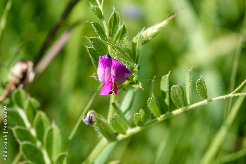 wild Common vetch (Vicia sativa) with its first bloom, growing on Salisbury Plain, Wiltshire wild Common vetch (Vicia sativa) with its first bloom, growing on Salisbury Plain, Wiltshire