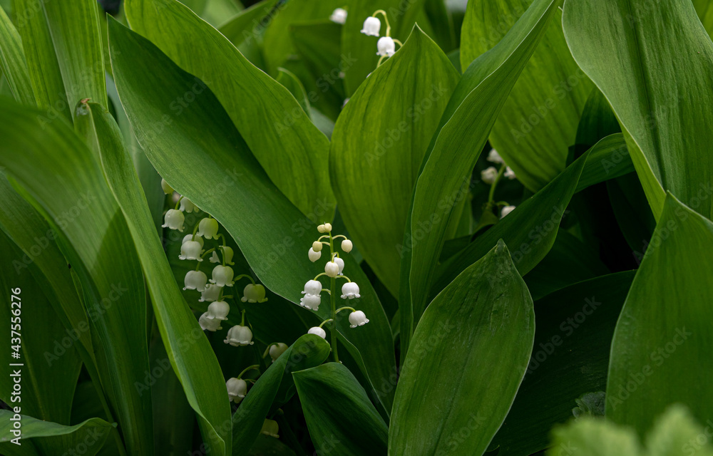 Obraz premium Spring blooming lily of the valley, Convallaria majalis 