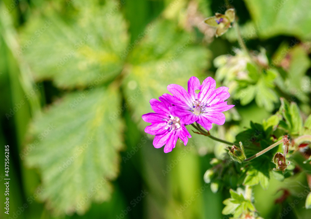 wild Red Campion (Silene dioica) growing in unspoilt UK woodland wild Red Campion (Silene dioica) growing in unspoilt UK woodland