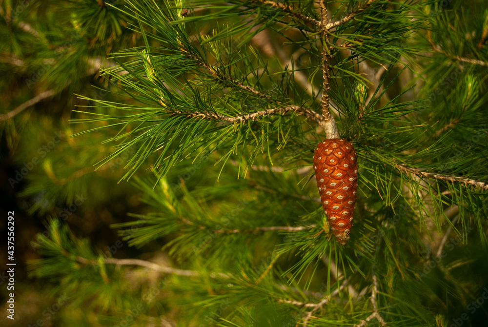 Pinecone with pine tree branches background - Space for text Pinecone with pine tree branches background - Space for text