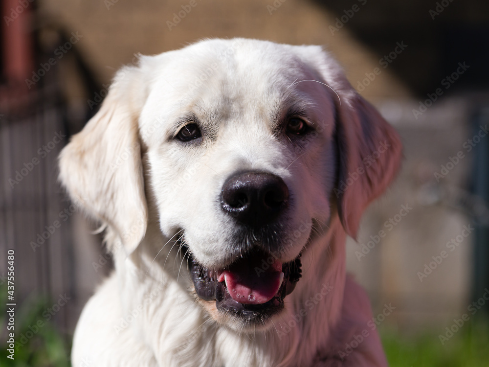 Closeup of beautiful side lit pale cream labrador staring mouth open