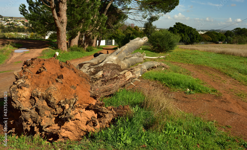 A huge old dead eucalyptus tree stump ripped out of the ground by a storm wind A huge old dead eucalyptus tree stump ripped out of the ground by a storm wind