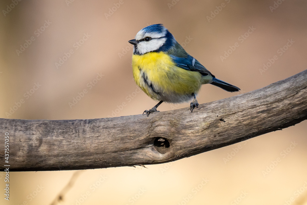 Naklejka premium Close-up Of Blue Tit Perching On Branch 