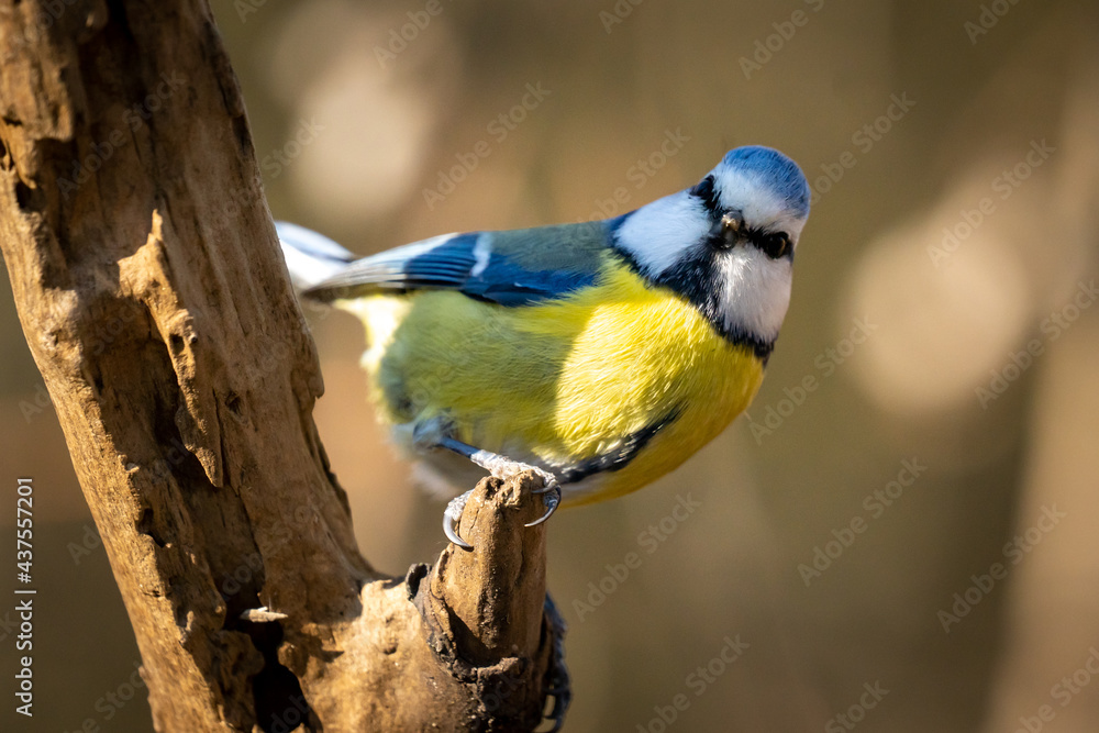 Eurasian blue tit sitting on a branch at sunset Eurasian blue tit sitting on a branch at sunset