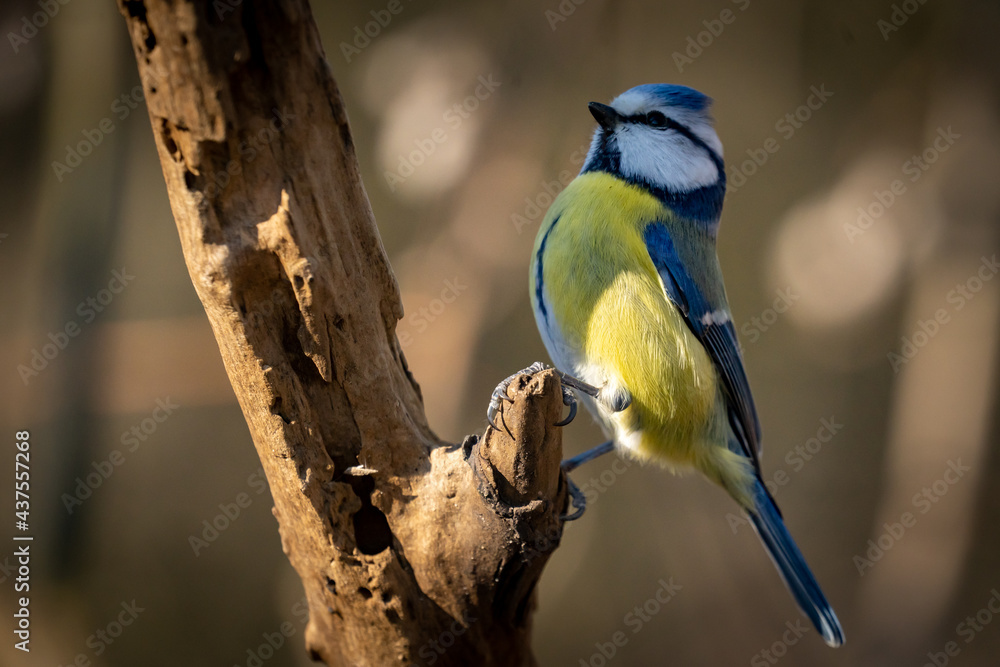 Eurasian blue tit sitting on a branch at sunset Eurasian blue tit sitting on a branch at sunset