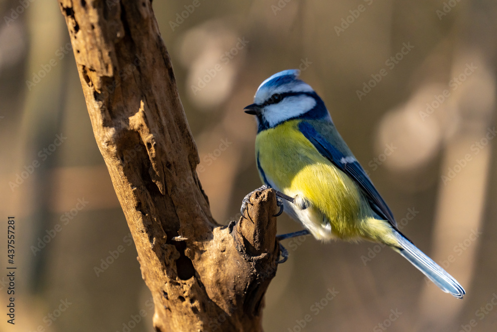 Eurasian blue tit sitting on a branch at sunset Eurasian blue tit sitting on a branch at sunset
