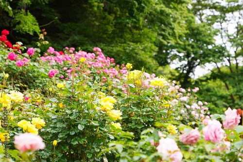 Fototapeta Naklejka Na Ścianę i Meble -  日本の植物園に咲く色とりどりのバラ