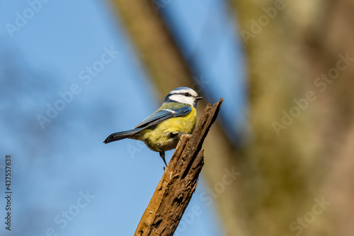 Tableau sur toile Eurasian blue tit sitting on a branch at sunset