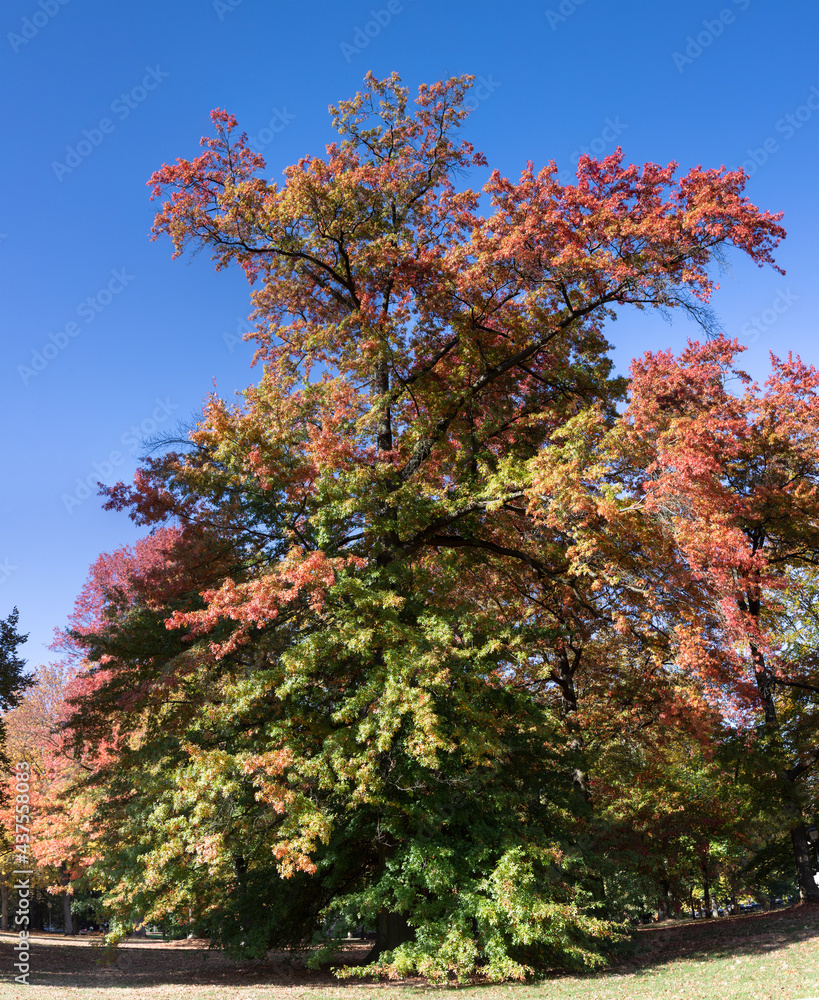 Park of Bad Homburg in autumn