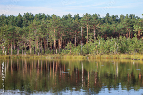 Forest standing along lake bank landscape with blue sky and trees reflection on water