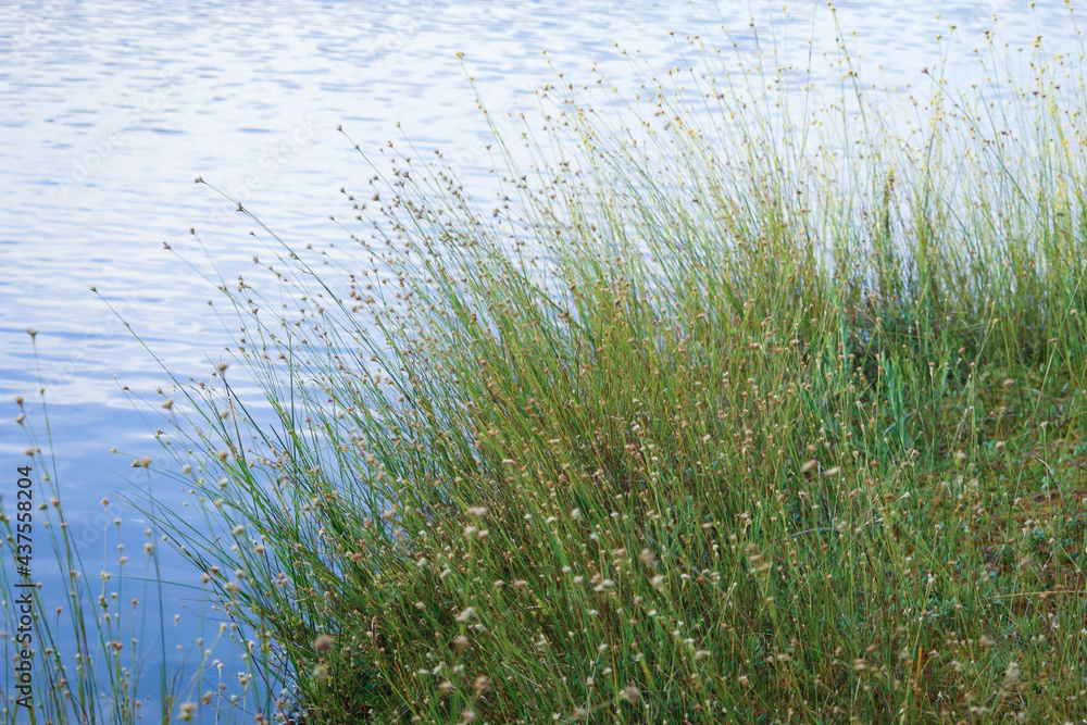 Tall grass with yellow flowers growing on lake bank with blue sky reflection in water background