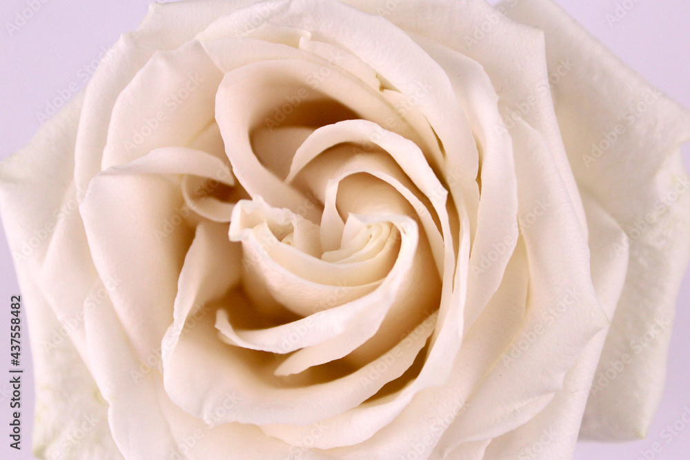 Background of white rose close up Background of white rose close up