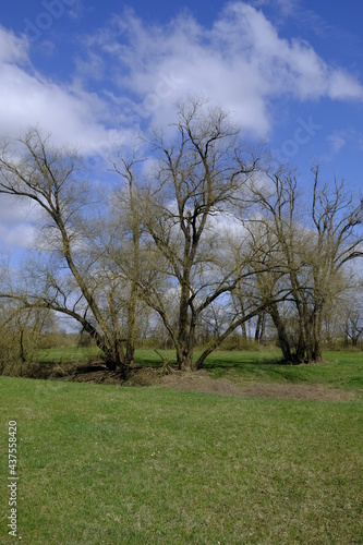 Naturschutzgebiet Mainaue bei Augsfeld  Landkreis Hassberge  Unterfranken  Franken  Bayern  Deutschland