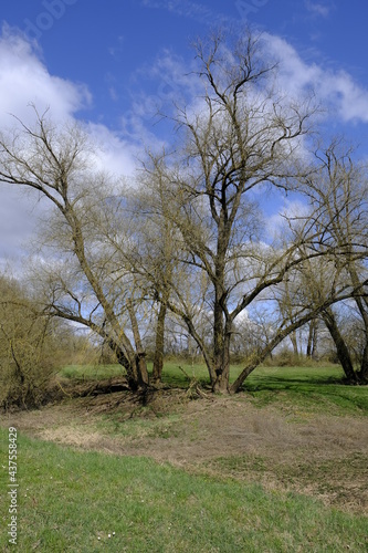 Naturschutzgebiet Mainaue bei Augsfeld, Landkreis Hassberge, Unterfranken, Franken, Bayern, Deutschland