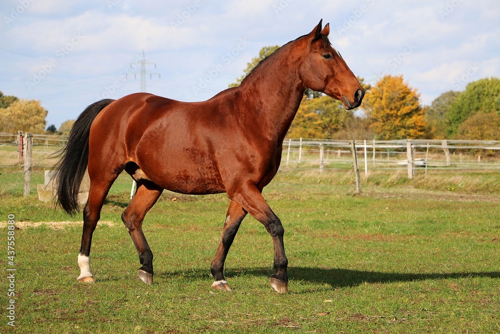 beautiful brown quarter horse is walking on the paddock beautiful brown quarter horse is walking on the paddock