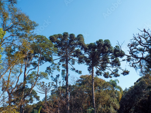Araucaria is a species of tree native to south of the Brazil threatened with extinction - Araucária angustifolia