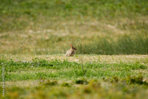 Rabbit hare bunny in the grass on a sunny day © LDC