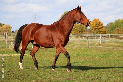 beautiful brown quarter horse is walking on the paddock 
