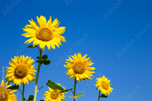 yellow sunflower over blue sky