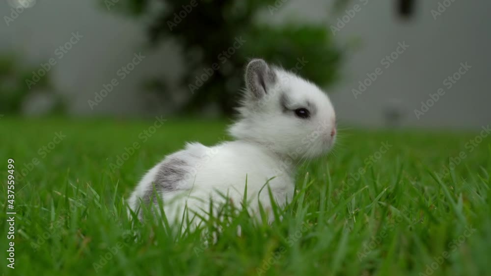 Cute little white rabbit in the green lawn. Cute little white rabbit in the green lawn.