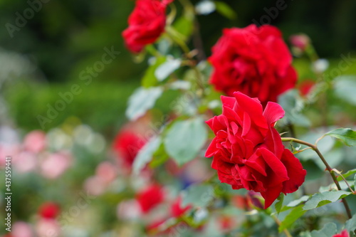 腫れた日の植物園に咲く赤いバラ