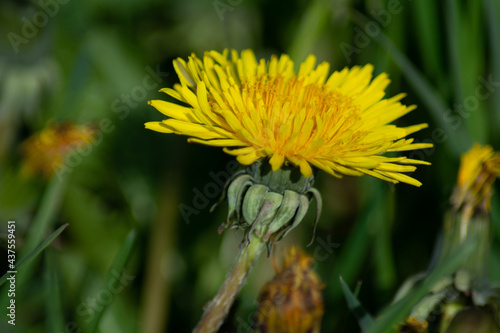 Dandelion 6