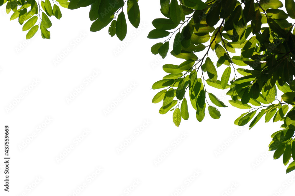 Obraz premium green tree branch isolated on white background, nature background