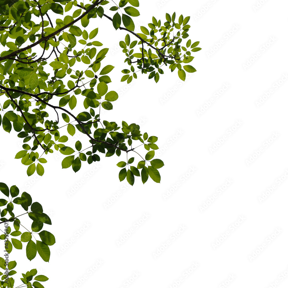 green tree branch isolated on white background, nature background green tree branch isolated on white background, nature background