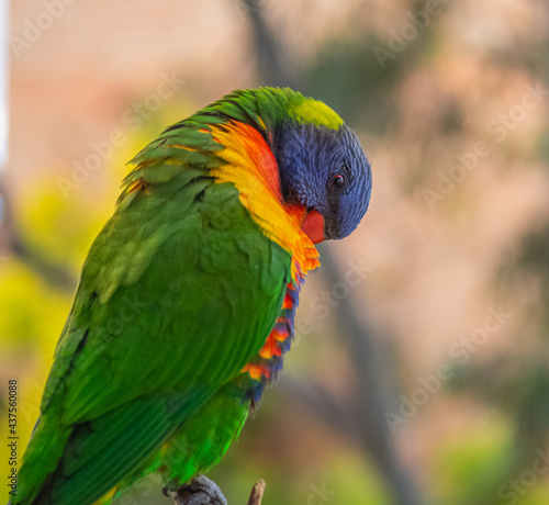 rainbow lorikeet parrot © prasad