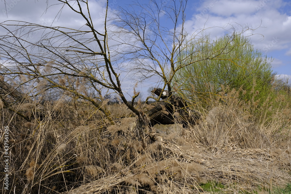 Sander Baggerseen im Naturschutzgebiet Mainaue bei Augsfeld, Landkreis Hassberge, Unterfranken, Franken, Bayern, Deutschland Sander Baggerseen im Naturschutzgebiet Mainaue bei Augsfeld, Landkreis Hassberge, Unterfranken, Franken, Bayern, Deutschland