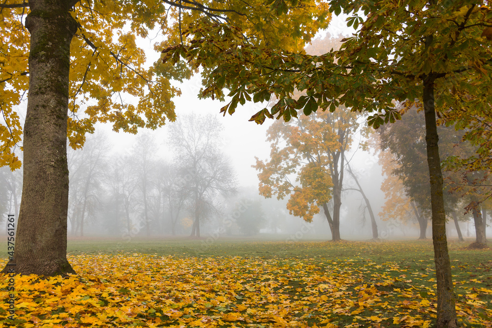 Foggy morning in the autumn park. Bright foggy landscape, with fallen leaves on the ground