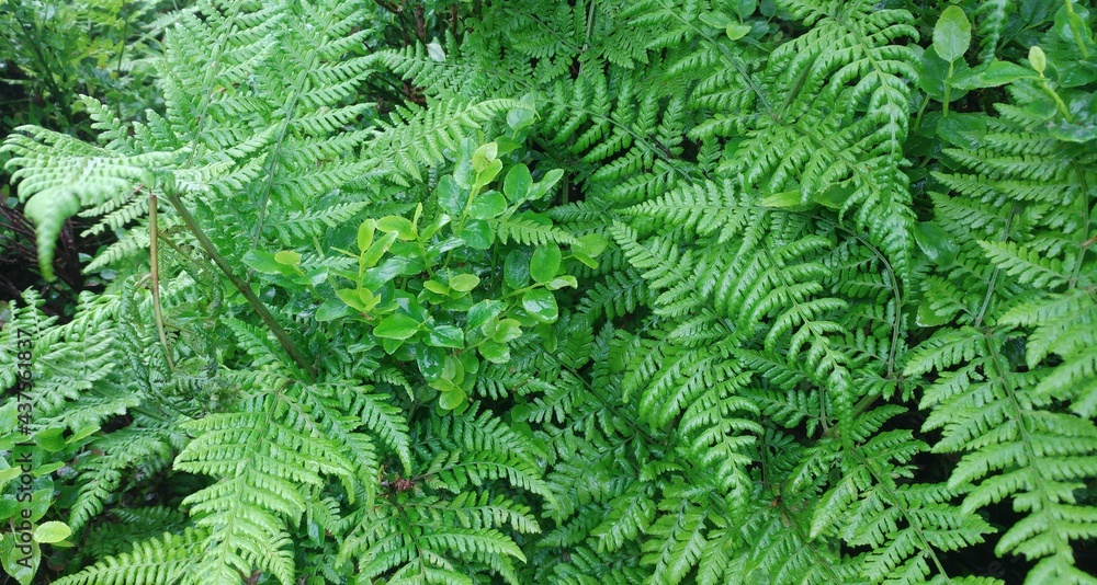 fern leaf background fern leaf background