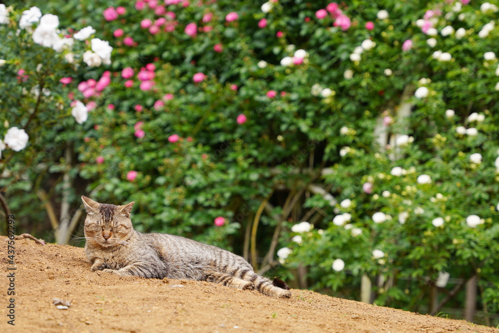 Obraz premium 植物園に住み着いている野良猫