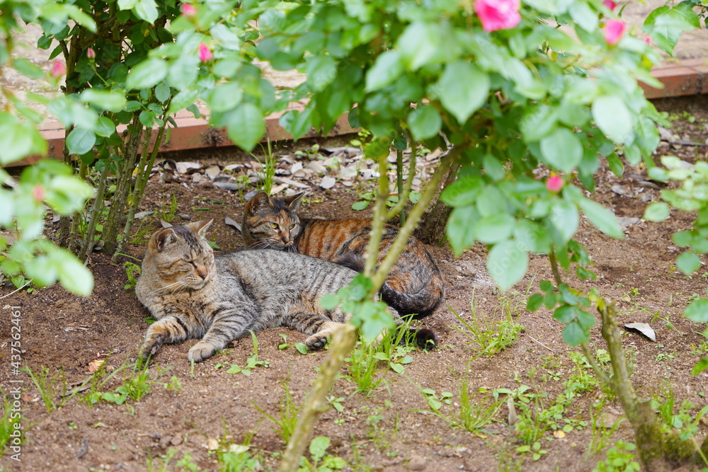 植物園に住み着いている野良猫 植物園に住み着いている野良猫